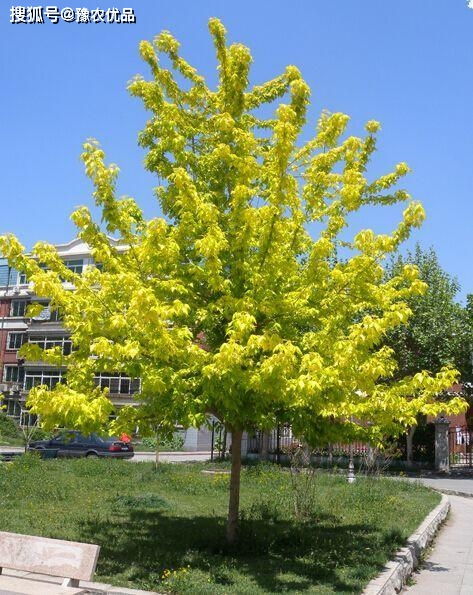 金叶复叶槭：南阳基地直销， 价格实惠