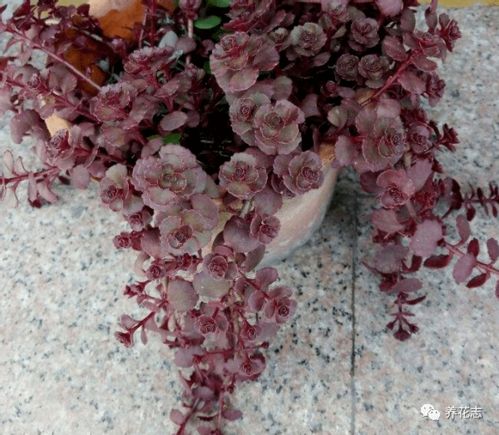 土壤酸碱度与钙质