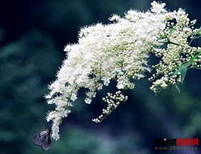 六月雪的花期是什么时候？观赏六月雪花期简介是怎样的
