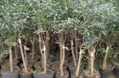 桂花嫁接：核心技巧+如何成功
