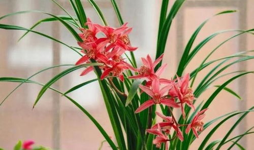 兰花图片如何鉴别名贵？品种、花色、叶形是关键