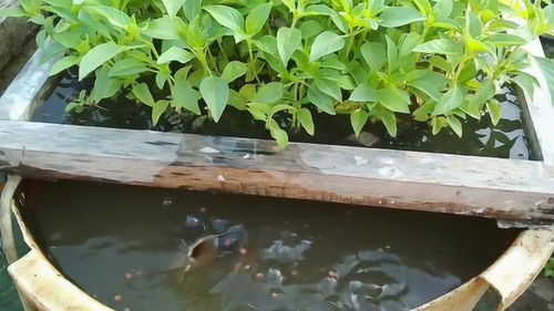 一、阳台种菜，乐趣无穷