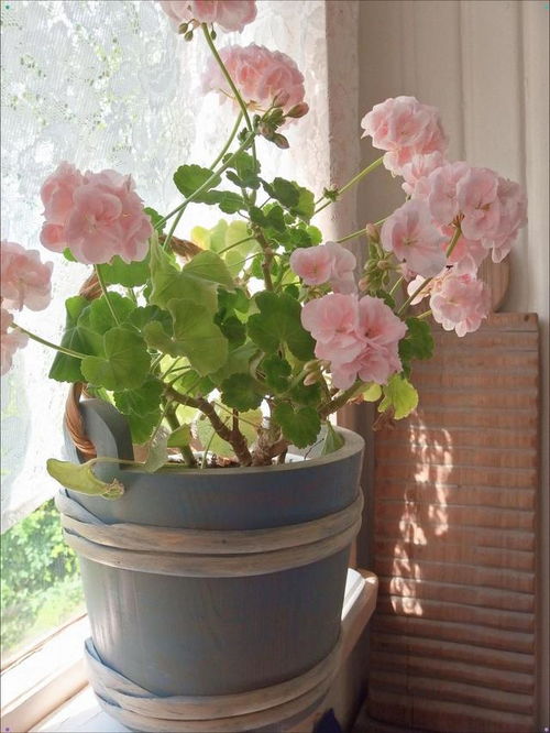 盆栽花卉推荐：多彩秋季的点缀