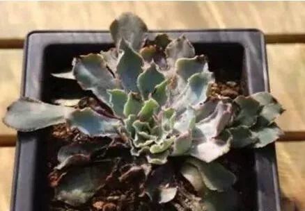 多肉缺水浇水后多久可以恢复，泡完多菌灵多久泡生根水？