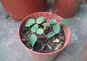 将枯萎植物浇透水，它还能复活吗