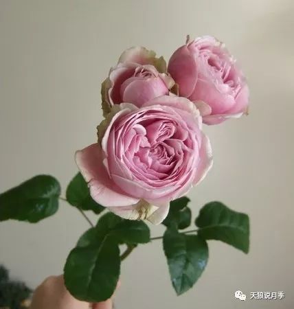 婚礼花束选款：新礼服月季VS漂亮的裙子月季