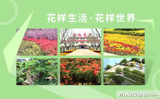 刘姐的新房烦恼：苏北花台种什么花草嫩活？