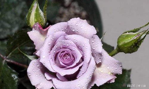 海洋之歌月季：浅紫色花海， 花香四溢