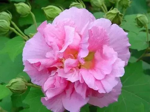 芙蓉花语是纯洁，送人前