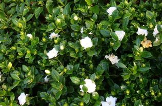 栀子花修剪， 就像给头发剪一样