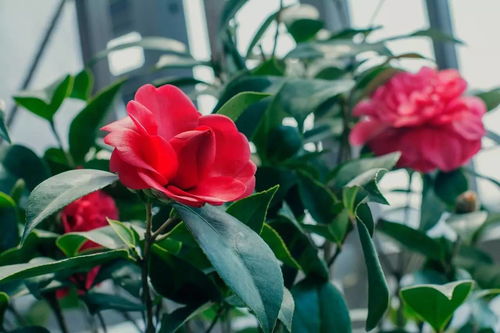 茶花一周浇一次水合适吗？如何合理施肥