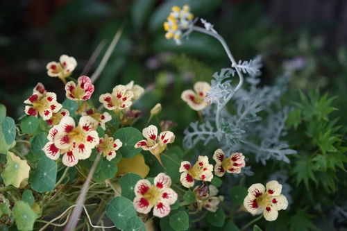 一年四季花开不败