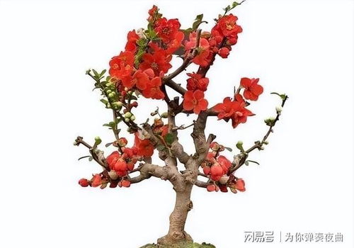 长寿冠海棠花期在冬春交替，养护关键影响开花质量