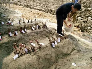 一、 临时假植：短途旅行，细心呵护