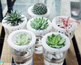 水培多肉植物新手如何掌握养殖方法和技巧