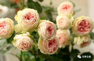 科圣大道：月季的发源地