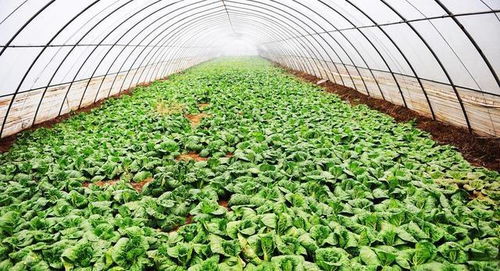 水生蔬菜， 天然的守护者