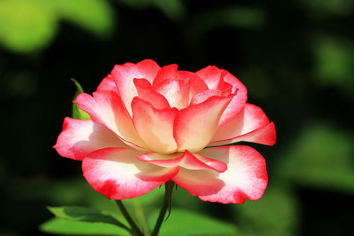 小抒情曲月季:粉白色的浪漫