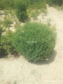 爬地柏应该如何正确种植？