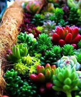 如何判断多肉何时需要浇水？