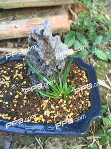 播种：耐心等待的小生命