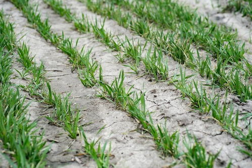 大蒜田间杂草的烦恼