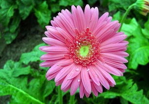 如何正确养护扶郎花使其在水中生长旺盛