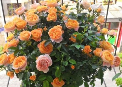 康威月季的花色品种大揭秘