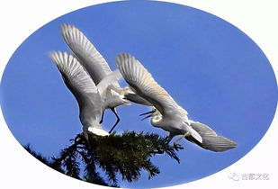 “yīng shù