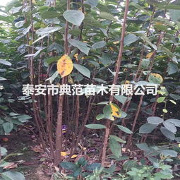 绿化树苗价格受种植技术、品种、市场供需等因素影响