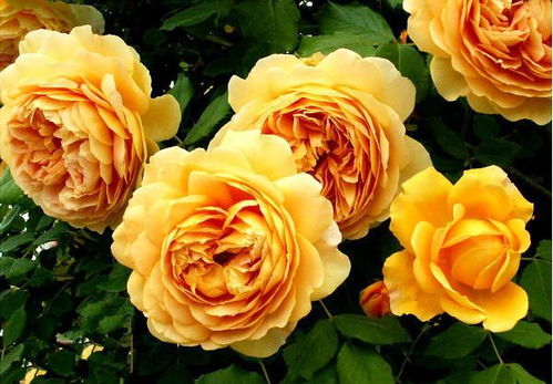 花色变化， 美得让人心醉