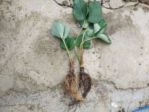 乙蒜素：大自然的神秘力量