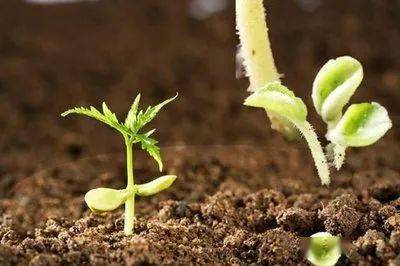 桔梗种植的土壤选择，你真的了解吗？