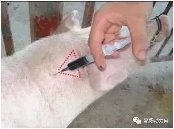 如何挑选给猪打针的Zui佳方式？