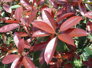 红叶石楠长得快，叶子红彤彤的，你了解多少？