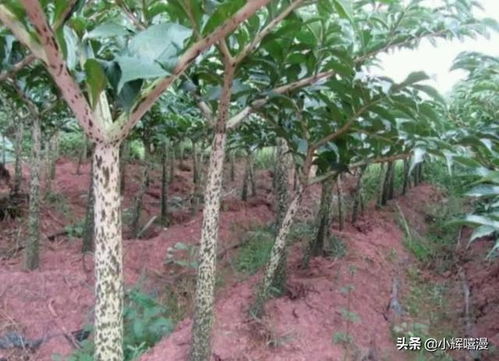 重楼种植前景分析：市场需求旺盛，但需谨慎投资