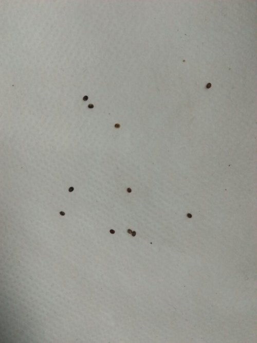菊花上黑色虫子怎么去除，有没有简单有效的小妙招