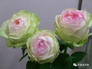 月季颜色搭配家居的奇幻之旅