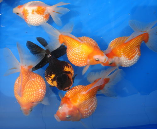 斗鱼：水中霸王