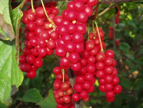 秋天播种，行不行？