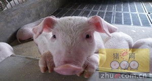 定时定量定质定温养猪，猪群生长无忧