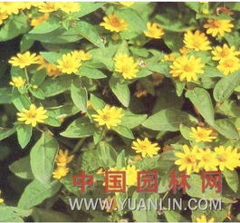 那它有什么特点呢？