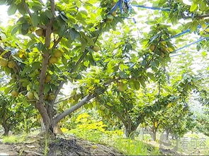 香樟树种子带黑皮的是否嫩发芽？种植户实测数据揭秘