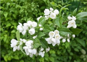 茉莉花：洁白如雪，芬芳四溢