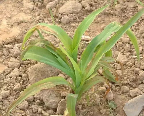 莠去津的使用，要注意啥？