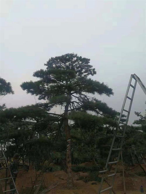 造型树景观设计