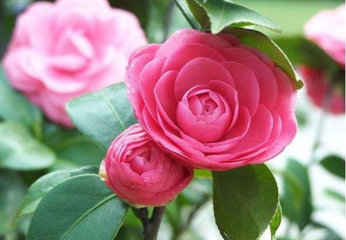 茶花的养护之道