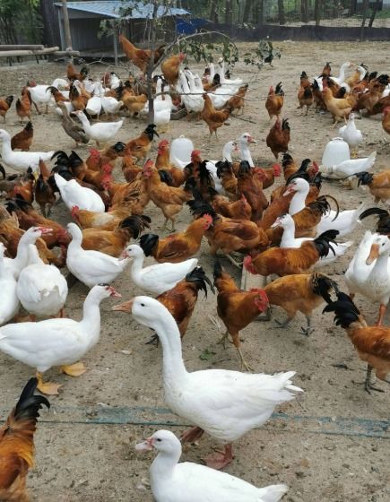 黑斑蛙养殖存在添加禁用药物等猫腻