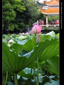 春天里的荷花搬家记