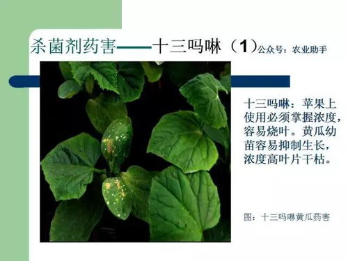 金皇金农药，怎么用？我来教你！